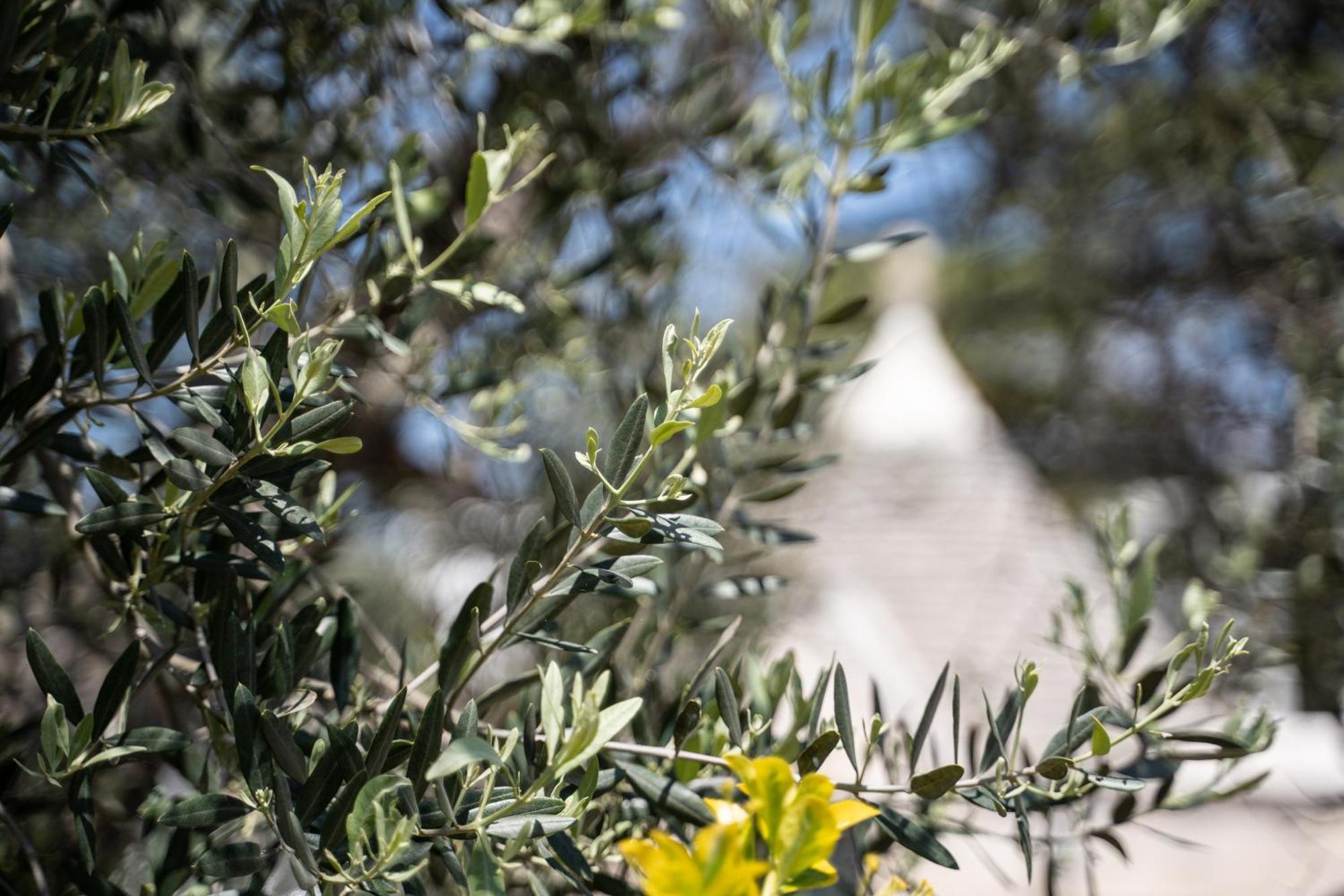 Willa Trullo Leone Martina Franca Zewnętrze zdjęcie